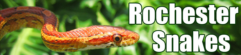 Rochester snake