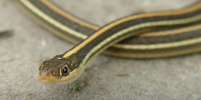 Rochester snake